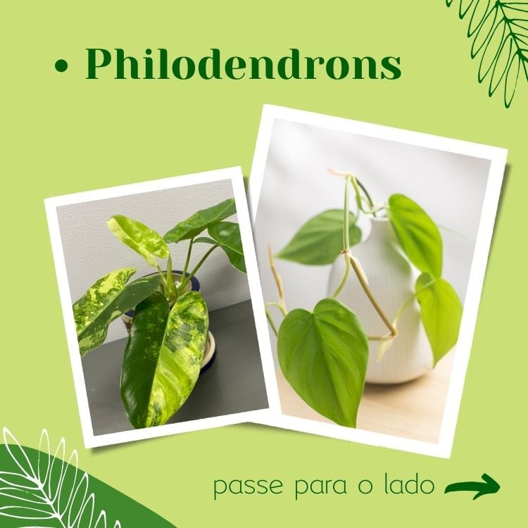 Montagem fundo verde com fotos de Philodendrons, plantas fáceis de cuidar