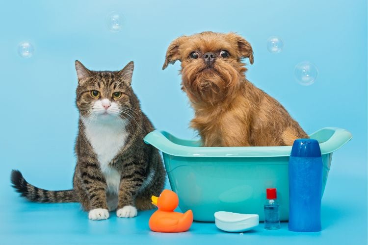 Gato branco e marrom ao lado de cachorro marrom dentro de banheira azul com brinquedos e shampoo
