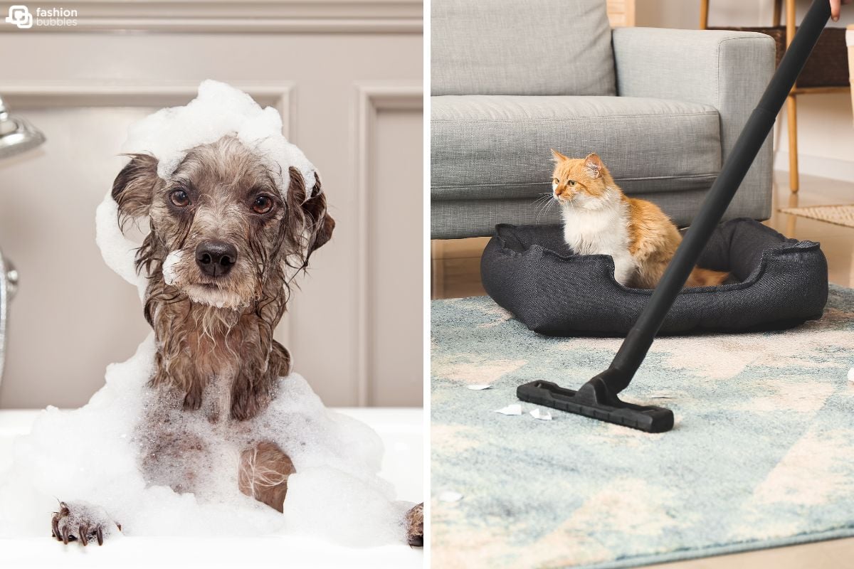 Montagem de duas fotos, uma de cachorro cinza na banheira com espuma e outra de gato laranja e branco em caminha preta ao lado de pessoa passando aspirador