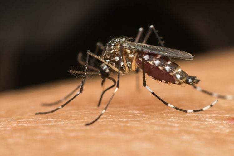 Foto do mosquito da dengue sobre pele clara