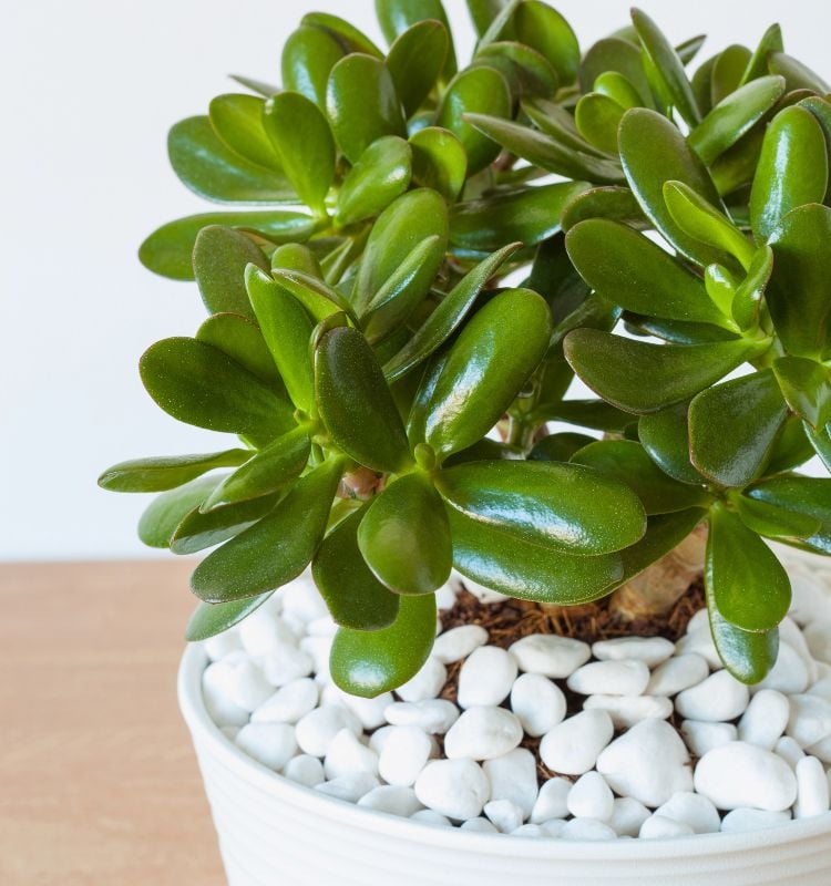 Planta Jade, uma das espécies de plantas que atraem dinheiro, em vaso branco decorado com pedras brancas