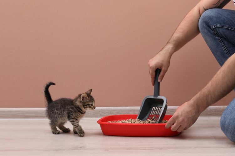 Pessoa de pele clara limpando caixa de areia vermelha com pá ao lado de filhote de gato