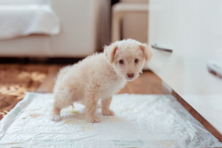 Filhote cachorro bege fazendo xixi no tapete higiênico