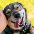 Cão sorrindo e mão de pessoa fazendo carinho na cabeça dele