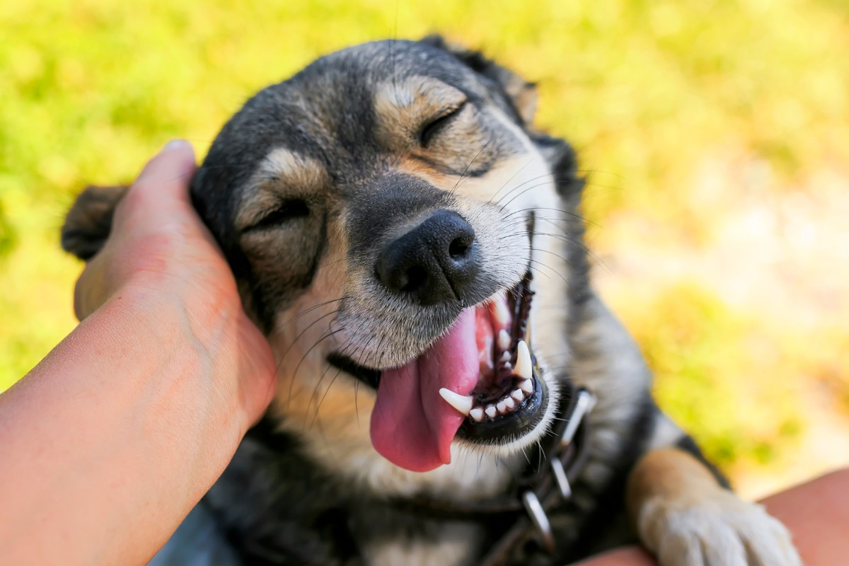 Cão sorrindo e mão de pessoa fazendo carinho na cabeça dele