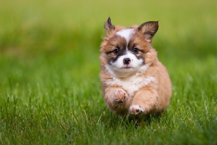 Cachorrinho peludinho correndo na grama