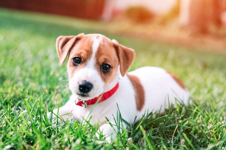 Cachorrinho marrom e branco com coleira vermelha deitado na grama