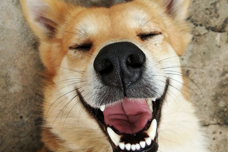 Cachorro caramelo sorrindo
