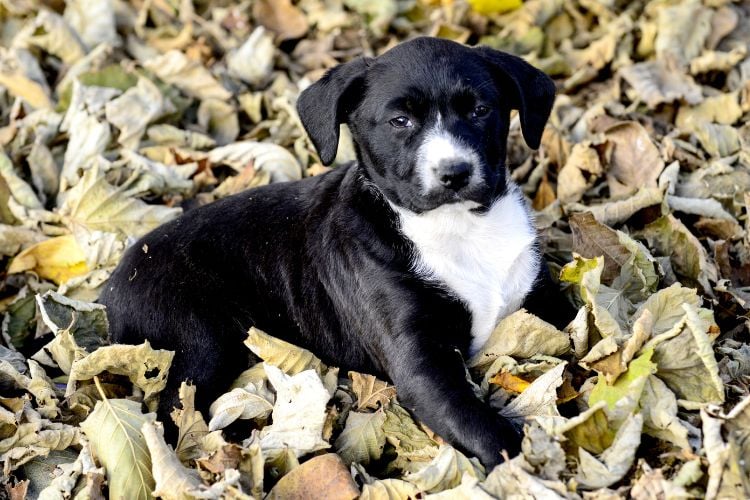 Cachorrinho preto e branco deitado em folhas secas