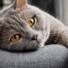 Foto de gato cinza de olhos amarelos deitado em sofá