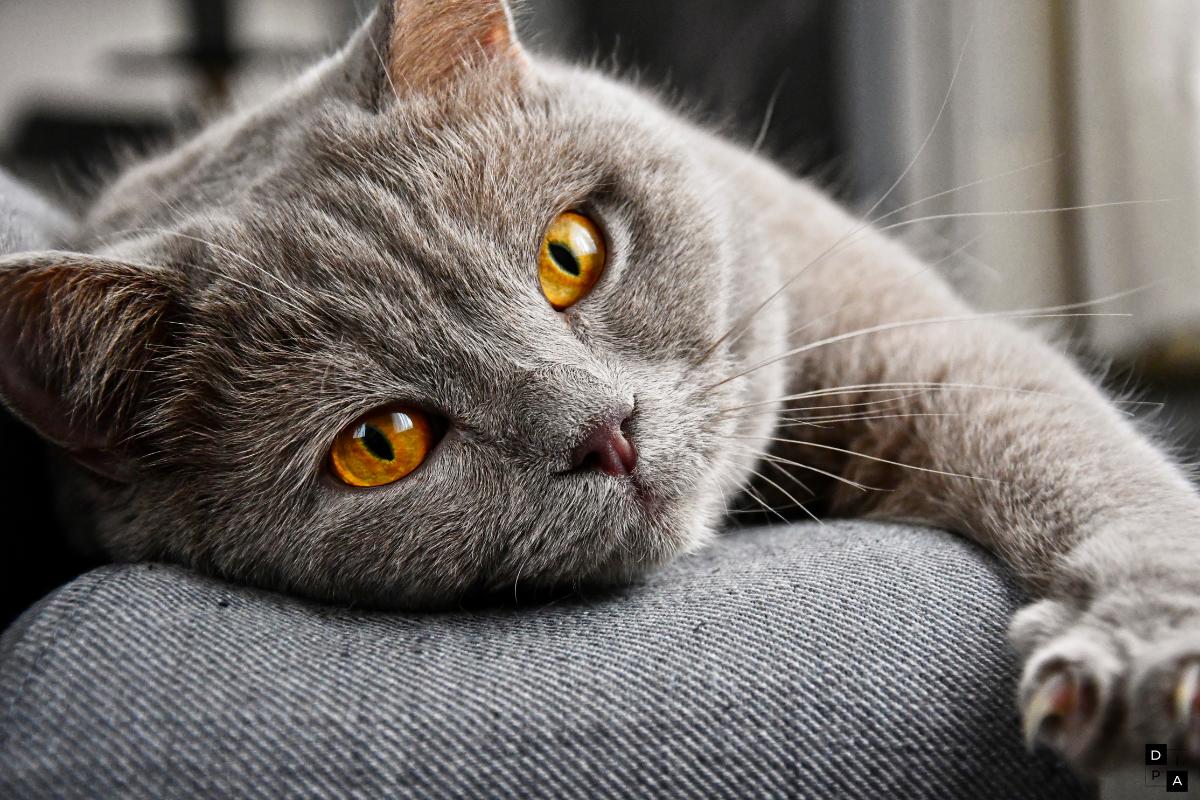 Foto de gato cinza de olhos amarelos deitado em sofá