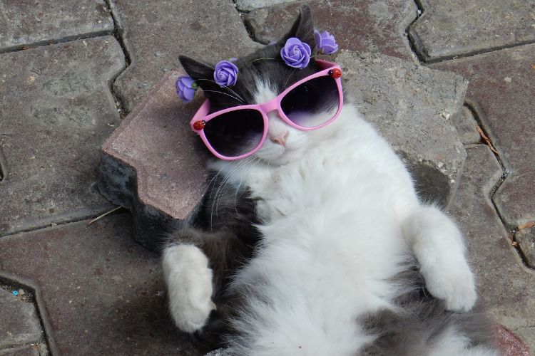 Felino preto e branco, usando óculos e uma tiara de flores, deitado sobre um tijolo de cimento no chão.