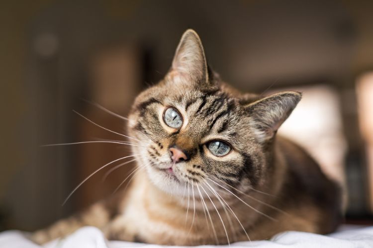 Felino rajado, com olhos azuis, deitado.