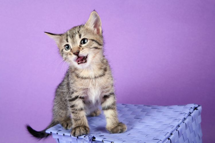 Felino rajado sobre uma caixa lilás, com fundo roxo.