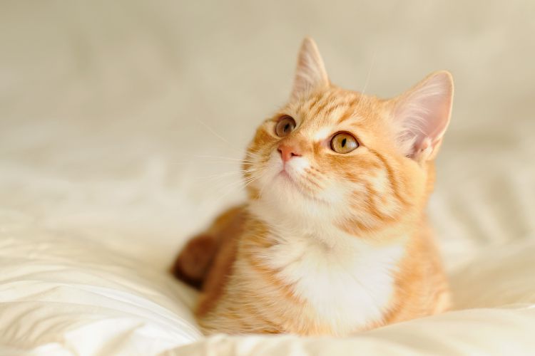 Gato laranja, com olhos verdes, deitado em um edredom branco.