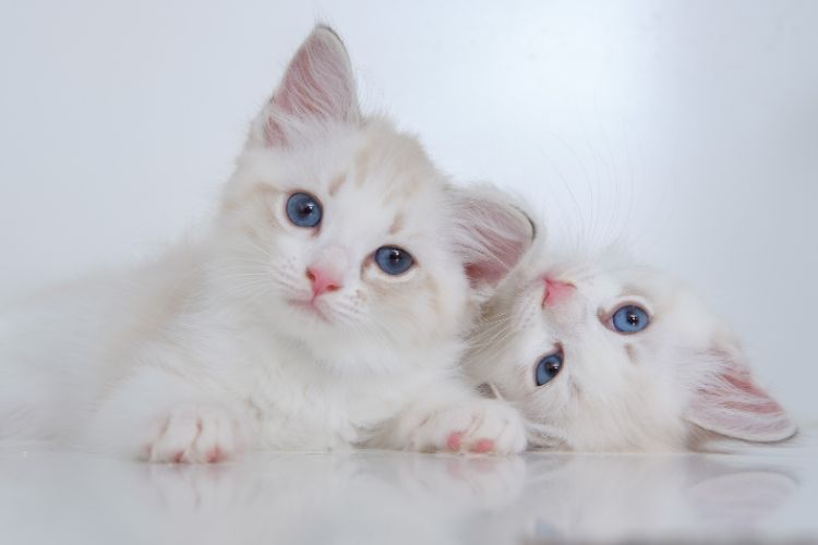 Dois filhotes de gato branco, com olhos azuis, contra um fundo cinza.