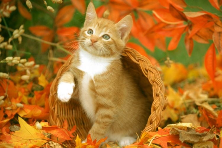 Filhote de Felino laranja, com olhos verdes, dentro de uma cesta, em um chão coberto por folhas de árvore de cor laranja.


