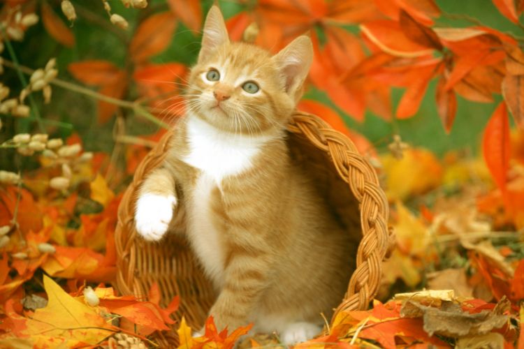 Filhote de Felino laranja, com olhos verdes, dentro de uma cesta, em um chão coberto por folhas de árvore de cor laranja.