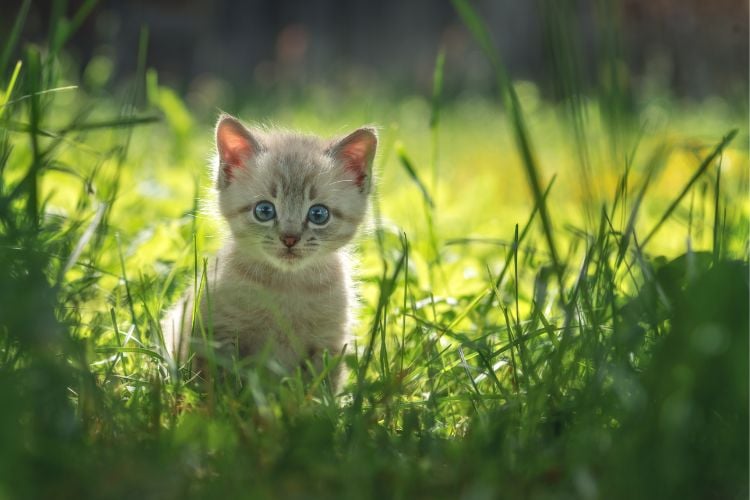 Filhote de Felino cinza rajado, com olhos azuis, na grama.

