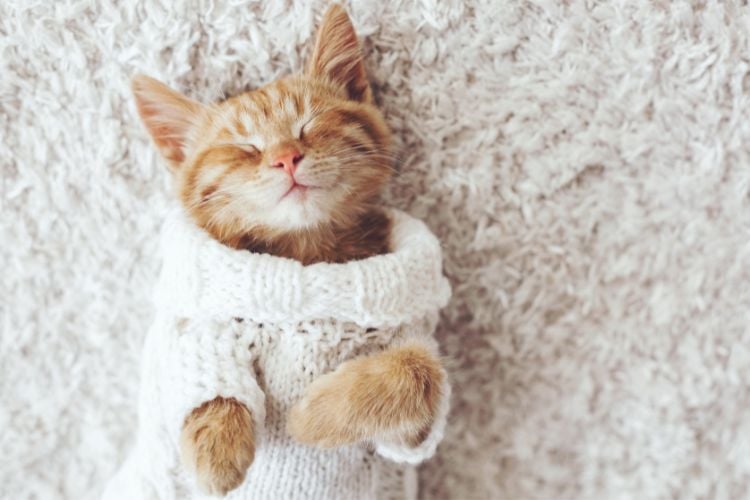 Filhote de gato laranja, vestindo uma roupa de lã, deitado em um tapete macio.

