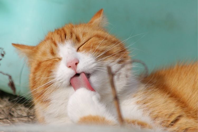 Gato laranja, lambendo a pata, com os olhos fechados, em um fundo verde

