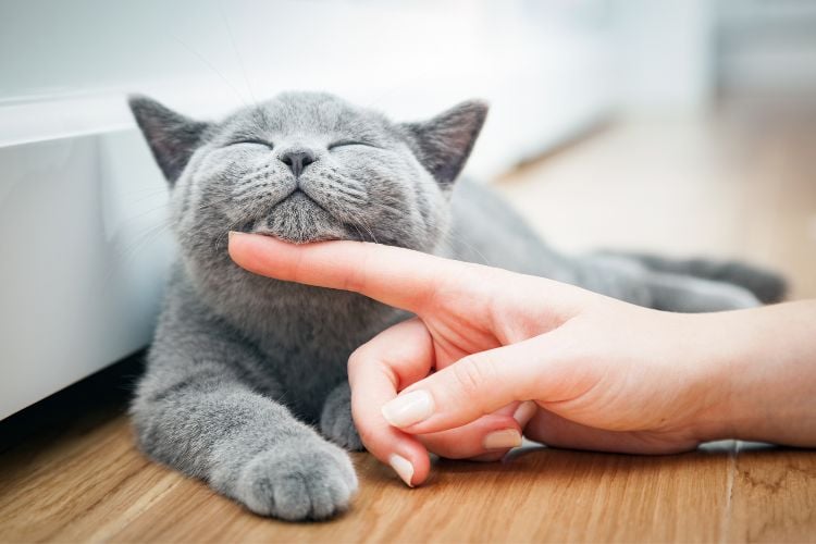 Gato cinza, com os olhos fechados, deitado no chão, tendo sua cabeça apoiada na mão de uma pessoa, que a sustenta com o dedo indicador.