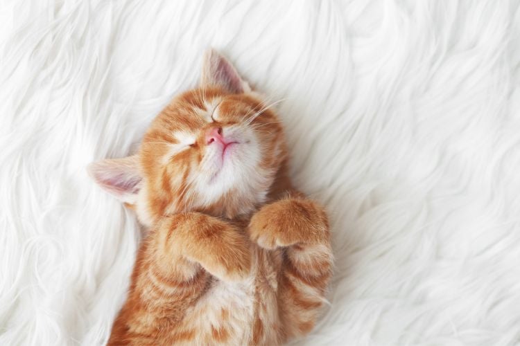 Filhote de gato laranja dormindo de barriga para cima em um tapete branco e felpudo.