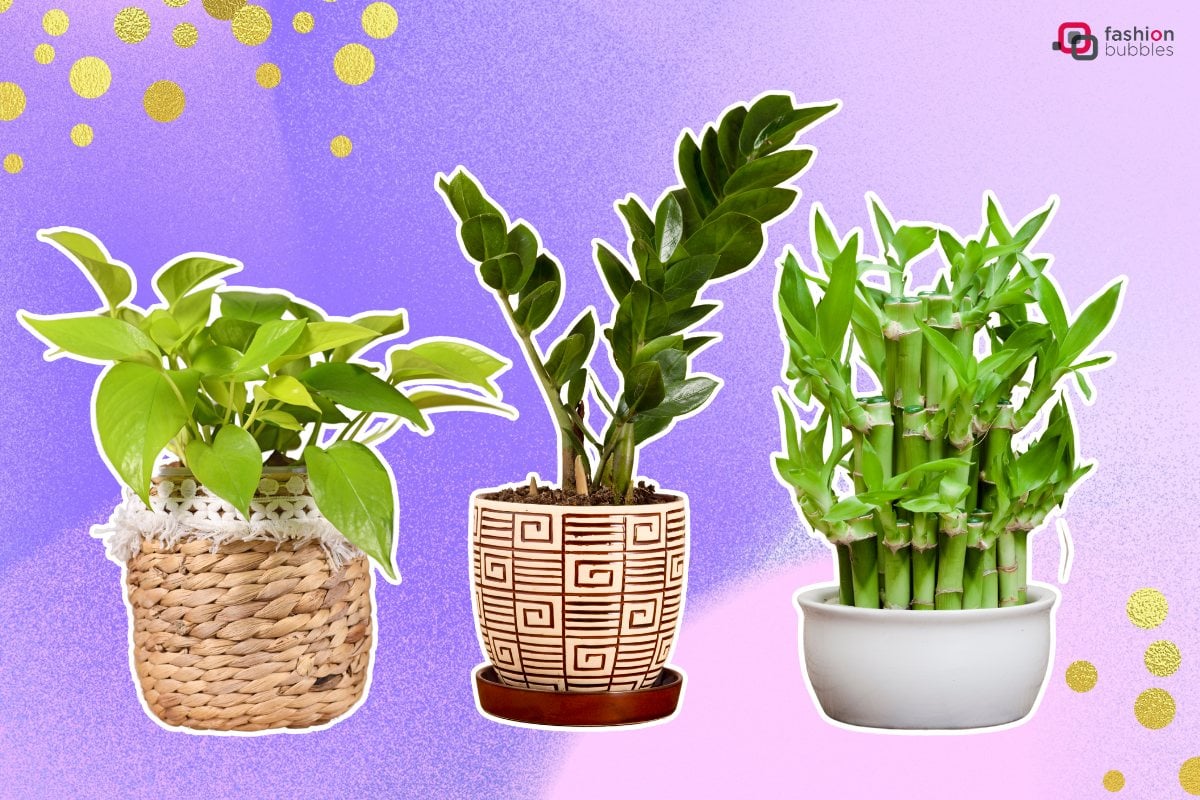 3 plantas: jiboia, zamioculca e bambu-da-sorte em fundo lilas