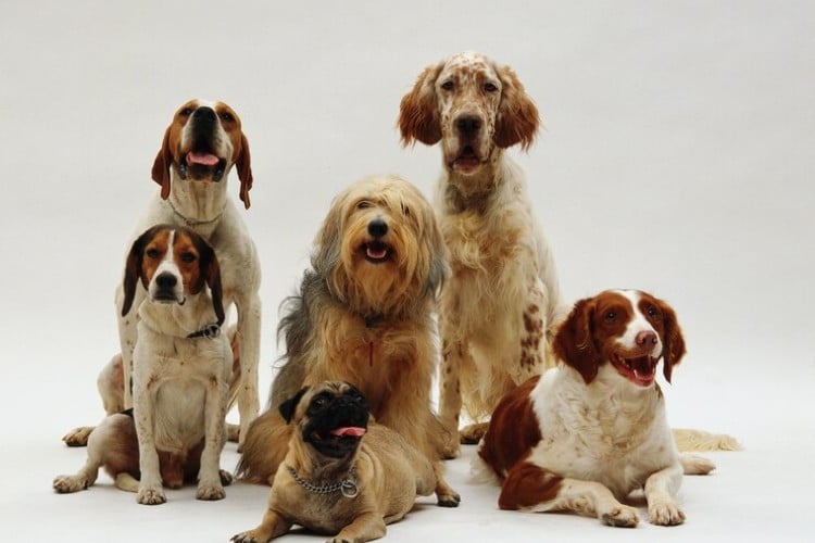 Foto de cachorros de diferentes raças e tamanhos, como pug e beagle