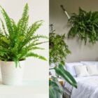 Montagem com duas fotos de samambaia, uma em vaso branco em fundo branco e outra pendurada em na parede em cima de uma cama com roupa branca e outras plantas ao redor