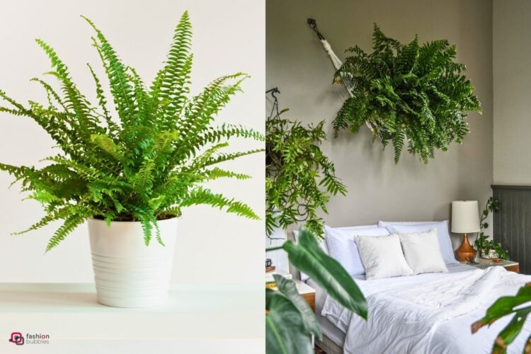 Montagem com duas fotos de samambaia, uma em vaso branco em fundo branco e outra pendurada em na parede em cima de uma cama com roupa branca e outras plantas ao redor