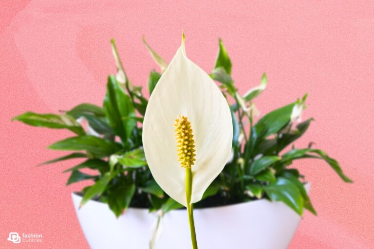 Lírio-da-paz em vaso em fundo rosa, com flor da planta em foco na frente