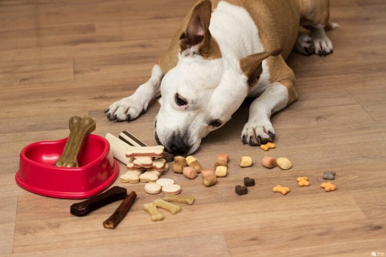 O que posso dar de petisco para cachorro? 10 receitas naturais e deliciosas de biscoitos para cães