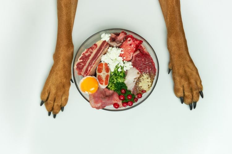 Patas de cachorro marrom com tigela de alimentos no meio, contendo carnes, ovo e frutas