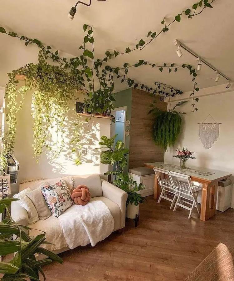 Sala de casa com planta jiboia, samambaia e outras decorando o ambiente