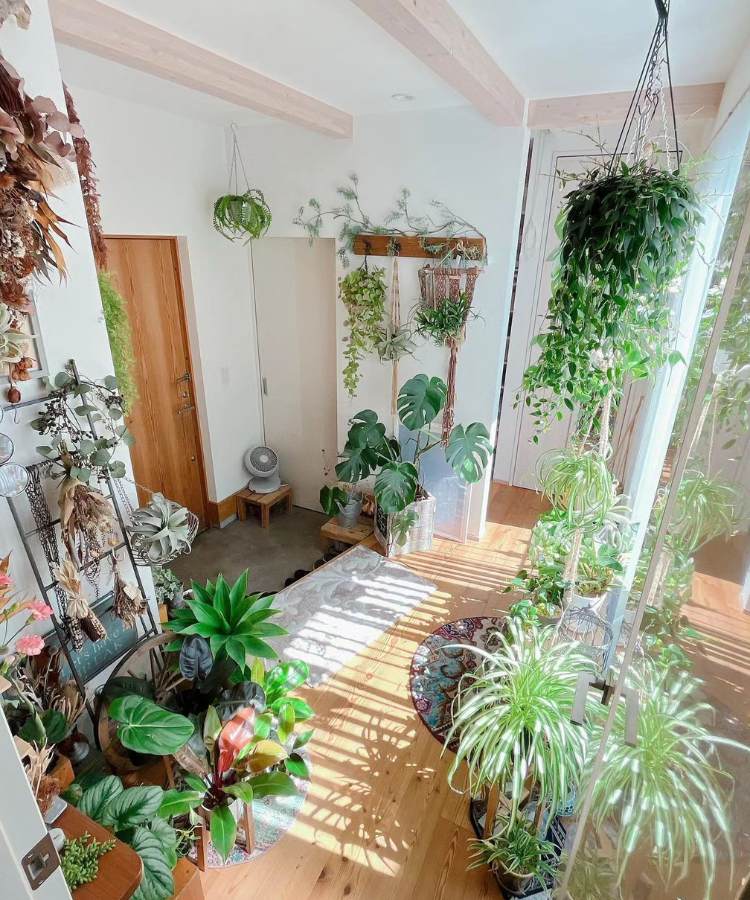 Ambiente de casa com diversas plantas penduradas, em vasos no chão, em suportes, etc