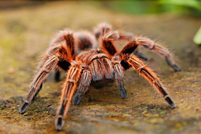 Foto de aranha carangueira