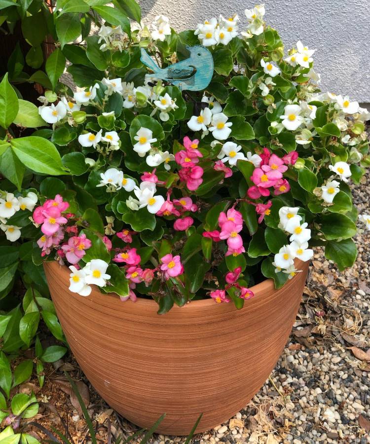 Uma grande jardineira de terracota transborda com flores de begônia brancas e rosa, com folhagem verde brilhante. Estas são plantas que gostam de sol pleno ou sombra parcial. Um pequeno pássaro decorativo azul-turquesa se destaca entre as flores, em um ambiente de jardim.