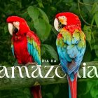 Duas araras-vermelhas vibrantes, com penas vermelhas, azuis e verdes, empoleiradas em um galho de árvore. Ao fundo, folhagens verdes da floresta amazônica. No centro, o texto "DIA DA AMAZÔNIA" celebra a data. A imagem destaca a rica biodiversidade da Amazônia.