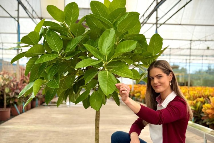 Mulher de pele clara usando camisa branca, calça e suéter vinho ao lado de Ficus Altissima Neón