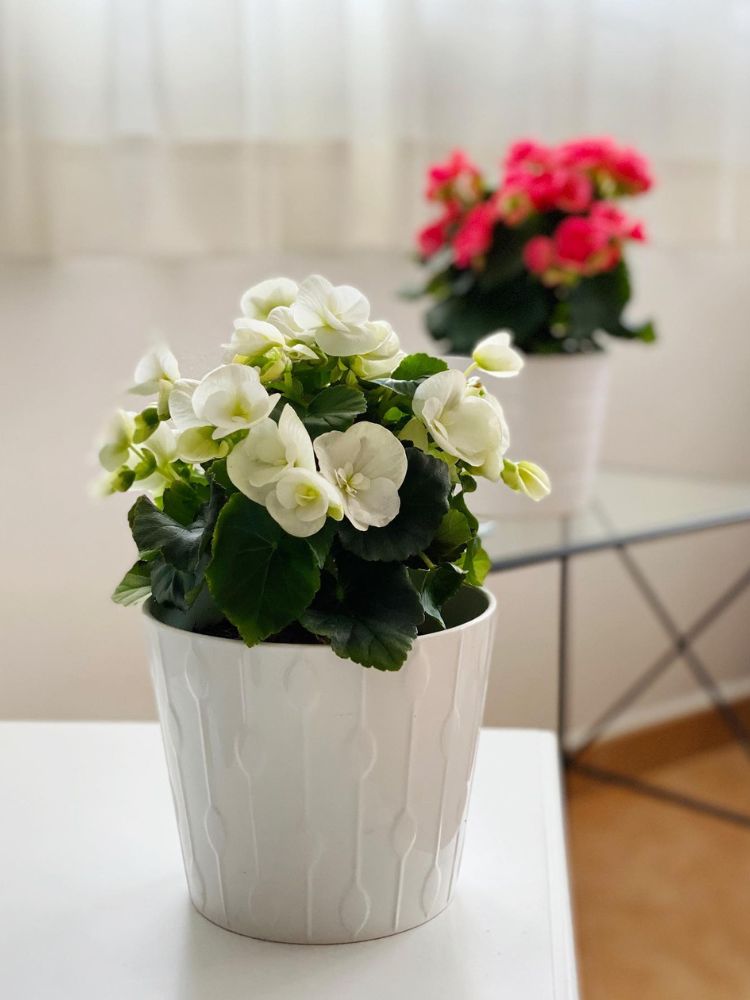 Vaso de begônia branca à frente e de vermelha ao fundo