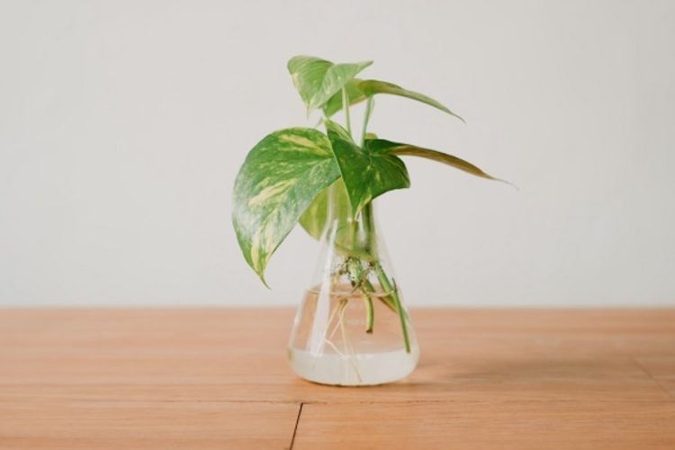 Pequeno vaso de vidro com água e jiboia, sobre mesa de madeira