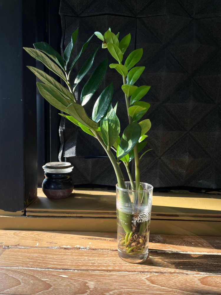 Zamioculca na água em vaso transparente