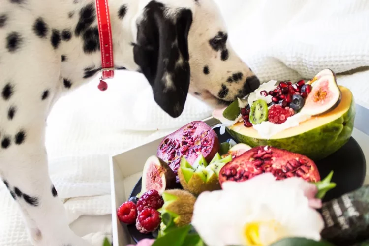 Cachorro pode comer fruta