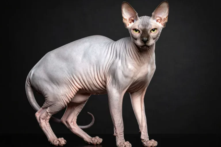gato sem pelo