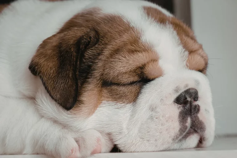 Filhote de buldogue dormindo com olhos fechados em close mostrando rosto e focinho