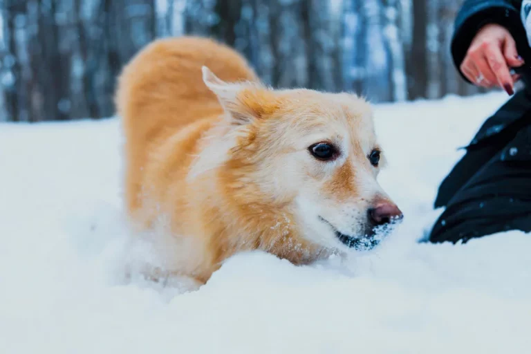 Cachorro de pequeno porte caminhando na neve enquanto uma pessoa está ao lado