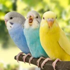 três periquitos australianos azul e amarelo empoleirados em um galho com fundo verde desfocado