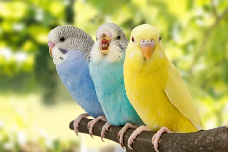 três periquitos australianos azul e amarelo empoleirados em um galho com fundo verde desfocado