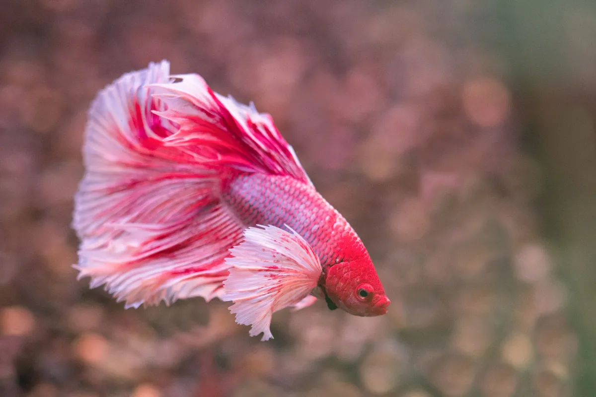 Peixe betta ornamental rosa e branco nadando em aquário com fundo desfocado e iluminação suave.